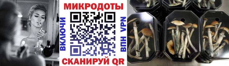 Псилоцибиновые грибы Cubensis  Купить закладки  Будённовск 